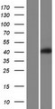VPS37A Protein - Western validation with an anti-DDK antibody * L: Control HEK293 lysate R: Over-expression lysate