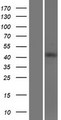 VPS37A Protein - Western validation with an anti-DDK antibody * L: Control HEK293 lysate R: Over-expression lysate