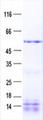 VPS37A Protein