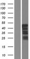 VPS37C Protein - Western validation with an anti-DDK antibody * L: Control HEK293 lysate R: Over-expression lysate