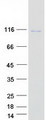 VPS41 Protein - Purified recombinant protein VPS41 was analyzed by SDS-PAGE gel and Coomassie Blue Staining