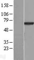 VPS45 Protein - Western validation with an anti-DDK antibody * L: Control HEK293 lysate R: Over-expression lysate