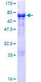 VPS4A Protein - 12.5% SDS-PAGE of human VPS4A stained with Coomassie Blue