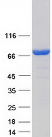 VPS9D1 / C16orf7 Protein - Purified recombinant protein VPS9D1 was analyzed by SDS-PAGE gel and Coomassie Blue Staining