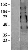 VSIG1 Protein - Western validation with an anti-DDK antibody * L: Control HEK293 lysate R: Over-expression lysate