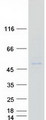 VSIG8 Protein - Purified recombinant protein VSIG8 was analyzed by SDS-PAGE gel and Coomassie Blue Staining