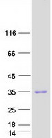 VSTM2A Protein - Purified recombinant protein VSTM2A was analyzed by SDS-PAGE gel and Coomassie Blue Staining