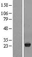 VSTM2L Protein - Western validation with an anti-DDK antibody * L: Control HEK293 lysate R: Over-expression lysate