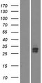 VSTM5 Protein - Western validation with an anti-DDK antibody * L: Control HEK293 lysate R: Over-expression lysate