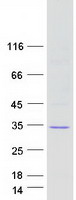 VTI1A Protein - Purified recombinant protein VTI1A was analyzed by SDS-PAGE gel and Coomassie Blue Staining