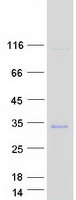 VTI1B Protein - Purified recombinant protein VTI1B was analyzed by SDS-PAGE gel and Coomassie Blue Staining