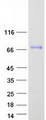 VTN / Vitronectin Protein - Purified recombinant protein VTN was analyzed by SDS-PAGE gel and Coomassie Blue Staining