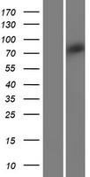 VWA2 Protein - Western validation with an anti-DDK antibody * L: Control HEK293 lysate R: Over-expression lysate