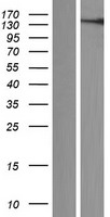 VWA3A Protein - Western validation with an anti-DDK antibody * L: Control HEK293 lysate R: Over-expression lysate