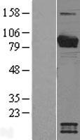 VWA5A Protein - Western validation with an anti-DDK antibody * L: Control HEK293 lysate R: Over-expression lysate