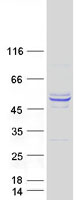VWA5A Protein - Purified recombinant protein VWA5A was analyzed by SDS-PAGE gel and Coomassie Blue Staining