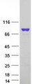 VWA5A Protein - Purified recombinant protein VWA5A was analyzed by SDS-PAGE gel and Coomassie Blue Staining