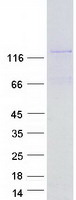VWA5B1 Protein - Purified recombinant protein VWA5B1 was analyzed by SDS-PAGE gel and Coomassie Blue Staining