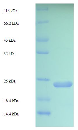 VWA5B2 Protein