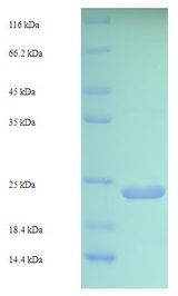 VWA5B2 Protein