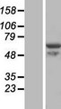 VWA9 / C15orf44 Protein - Western validation with an anti-DDK antibody * L: Control HEK293 lysate R: Over-expression lysate