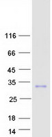 VWC2L Protein - Purified recombinant protein VWC2L was analyzed by SDS-PAGE gel and Coomassie Blue Staining
