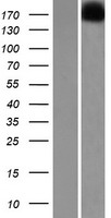 VWDE Protein - Western validation with an anti-DDK antibody * L: Control HEK293 lysate R: Over-expression lysate