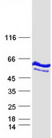 WARS Protein - Purified recombinant protein WARS was analyzed by SDS-PAGE gel and Coomassie Blue Staining