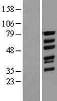 WASF1 / WAVE Protein - Western validation with an anti-DDK antibody * L: Control HEK293 lysate R: Over-expression lysate