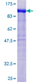 WASF2 / SCAR2 Protein - 12.5% SDS-PAGE of human WASF2 stained with Coomassie Blue