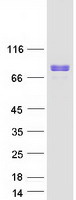 WASF2 / SCAR2 Protein - Purified recombinant protein WASF2 was analyzed by SDS-PAGE gel and Coomassie Blue Staining