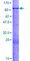 WASF3 Protein - 12.5% SDS-PAGE of human WASF3 stained with Coomassie Blue