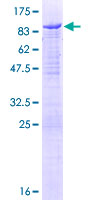 WASL / N-WASP Protein - 12.5% SDS-PAGE of human WASL stained with Coomassie Blue