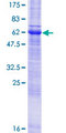 WBP1 Protein - 12.5% SDS-PAGE of human WBP1 stained with Coomassie Blue