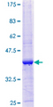 WBP2 Protein - 12.5% SDS-PAGE Stained with Coomassie Blue.