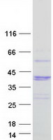 WBP2NL Protein - Purified recombinant protein WBP2NL was analyzed by SDS-PAGE gel and Coomassie Blue Staining