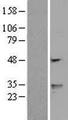 WDFY1 Protein - Western validation with an anti-DDK antibody * L: Control HEK293 lysate R: Over-expression lysate