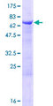 WDFY2 Protein - 12.5% SDS-PAGE of human WDFY2 stained with Coomassie Blue