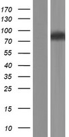 WDPCP / FRITZ Protein - Western validation with an anti-DDK antibody * L: Control HEK293 lysate R: Over-expression lysate