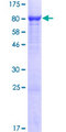 WDR1 Protein - 12.5% SDS-PAGE of human WDR1 stained with Coomassie Blue