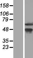 WDR13 Protein - Western validation with an anti-DDK antibody * L: Control HEK293 lysate R: Over-expression lysate