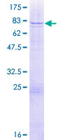 WDR13 Protein - 12.5% SDS-PAGE of human WDR13 stained with Coomassie Blue