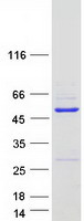 WDR18 Protein - Purified recombinant protein WDR18 was analyzed by SDS-PAGE gel and Coomassie Blue Staining