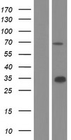 WDR20 Protein - Western validation with an anti-DDK antibody * L: Control HEK293 lysate R: Over-expression lysate