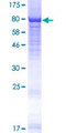 WDR23 / DCAF11 Protein - 12.5% SDS-PAGE of human WDR23 stained with Coomassie Blue