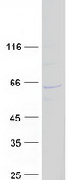 WDR23 / DCAF11 Protein - Purified recombinant protein DCAF11 was analyzed by SDS-PAGE gel and Coomassie Blue Staining