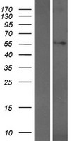 WDR25 Protein - Western validation with an anti-DDK antibody * L: Control HEK293 lysate R: Over-expression lysate