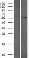 WDR25 Protein - Western validation with an anti-DDK antibody * L: Control HEK293 lysate R: Over-expression lysate