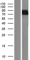 WDR26 Protein - Western validation with an anti-DDK antibody * L: Control HEK293 lysate R: Over-expression lysate