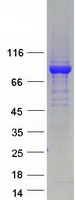 WDR26 Protein - Purified recombinant protein WDR26 was analyzed by SDS-PAGE gel and Coomassie Blue Staining